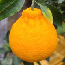 [한정특가] 달콤상큼 고당도 제철 제주 한라봉, 1개, 1.5kg