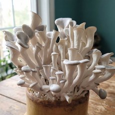 집에서 느타리버섯 키우기 키트 배지 종균, 1개, 500g