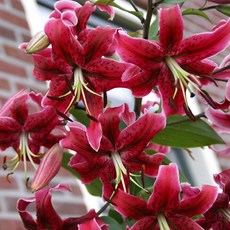 구근 백합 미스 페야(OT) 1구(구근둘레16/18cm), 1개