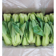 국내산 산지직송 청경채 마라탕 마라샹궈 샤브샤브 야채, 1개, 2kg