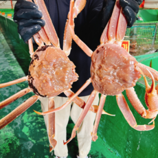 [수율보장] 러시아 자숙대게 마가단 선어 특A급 박달 대게, 1개, 정품 A급 자숙 러시아 대게 1kg (1미)