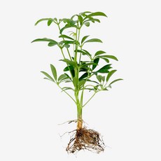 글라스가든 뿌리 흙 세척 홍콩야자 1뿌리 수경재배 수중 실내공기정화 키우기 쉬운 식물 키우기, 1개