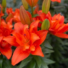 우리화훼종묘 백합 구근 - 아틀란티스 슬립스트림, 1개