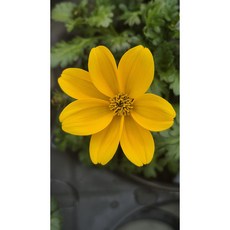 바이덴스 비덴스 페룰리폴리아 황금꽃봄꽃 랜덤상품