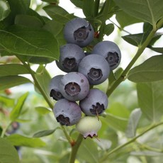 블루베리생과 크키 18~20mm 500g - 맛있는 생블루베리, 1개, 특 14~17mm