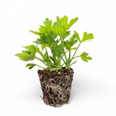 [오감] 샐러리 모종 가을 채소 묘종 셀러리, 7개