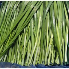 국내산 부추 주재료겸 부재료! 부드럽고 맛있는!, 1박스, 4kg