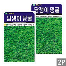 세인화분 담쟁이 100립 - 국산 덩굴 덩쿨 씨 씨앗, 2개