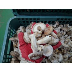 송화버섯 파지, 정품 송화버섯 파지