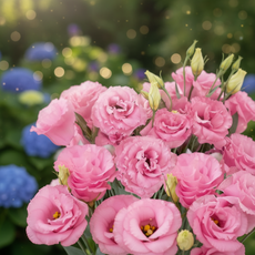 비그린몰 베란다 정원 꽃씨 -화사한 리시안셔스 씨앗 외 시리즈, 리시안셔스 클리어핑크 10립