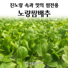 [모종심는아빠] 진노랑 속과 맛 품질우수 쌈전용 소형배추 노랑쌈배추 모종, 128개, 모종