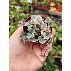 핑크러브체인 러브체인금 행잉식물 귀여운 미니식물 /엠제이정원, 1개