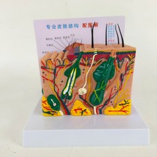 두피 모발 모형 피부과 피부조직 조직 SF 소품 모근 교육 50배, B. 피부 녹색 로고 35배