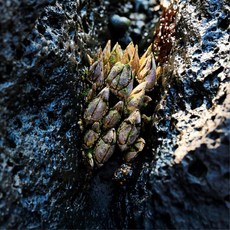 청정 통영 앞바다 자연산 급냉 거북손 3팩(900g) mid+6306Ty