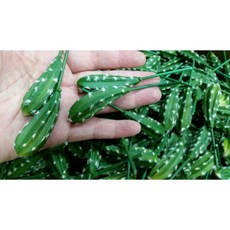 仿真仙人掌多肉植物盆栽：台灣現貨，筆狀單枝設計，免澆水人造盆景，居家辦公室裝飾綠植, 1個, 如圖