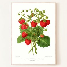 빈티지 딸기 삽화 과일 일러스트 예쁜 색감 액자, 00. 포스터만(액자없음)