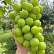 [새벽경매직송] 15브릭스이상 샤인머스켓 선물세트, 1박스, 샤인머스켓 (4수-5수) 2kg