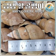 [설 쟁여두기 특가] 최상급 국내산 자연산 활골뱅이 (특대 대 사이즈) / 당일조업 급냉 생골뱅이 (자숙NO) 통골뱅이 산지직송, 1개, 800g내외