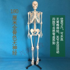 뼈모형 인체 골격 해부학 해골 척추 교육 모델 인체모형 교구, 180cm 전체 뼈 (흰색X)