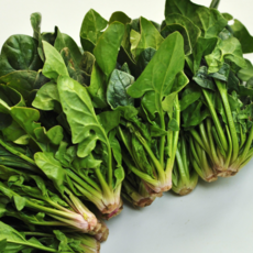 [제철미각]달달고소한 남해 시금치, 1박스, 500g