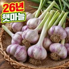 [26년수확] 고흥 산지직송 햇마늘, 1세트, 1kg