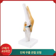 무릎모형 인체학 해부실습 힘줄 인대 골격 관절모형 근육 제품 해부학 시각화 실물 교구 교육용, 1. 무릎 모형