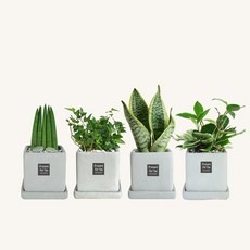 플랜트스토리 스페셜그레이 소형 4종 화분 세트, 1세트, E형 스투키+아이비+슈퍼바+호야
