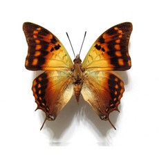 蟲新發現 蝴蝶標本A1 Charaxes candiope 暈黃雙尾蛺蝶，精美昆蟲標本，自然科學收藏，居家裝飾擺件, 未展翅乾貨