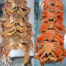 [사계농수촌] [대게선어] 동해항 직수입 러시아 직수입 특A급 러시아 대게 선어 자숙 1kg 2kg 3kg 4kg, 1개, A급 1kg (1마리)