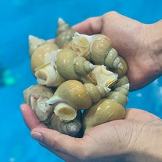 산지직송 포항 구룡포 자연산 백고동 백골뱅이, 생물, 1개, 1kg 소소 (60~70미 내외)