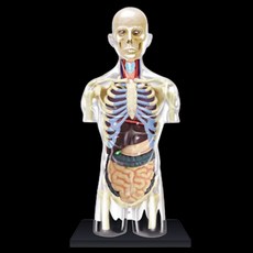사람인체 3d 미니어쳐 장기모형 모델 반투명 피규어, 올인원 내장 (16cm)
