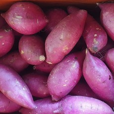 옛날 밤고구마 / 목이 메이는 퍽퍽한 햇 밤고구마 왕 사이즈, 밤고구마 왕 3kg, 1개