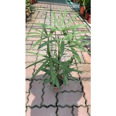 霏霏園藝 細葉棕櫚竹 - 全株葉片翠綠，明亮富光澤，耐蔭性強, 1個