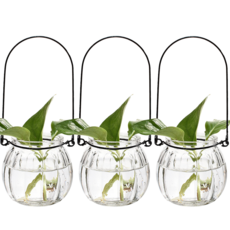 쏘리브 수경재배 식물 유리 화병, 6개