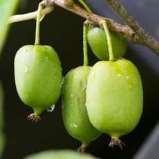 [충북농원] 용성2호 다래나무 묘목 - 삽목 포트묘, 삽목/2년생/포트, 1개