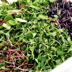 무농약 모듬 새싹채소/베이비채소/어린잎채소/당일수확, 250g, 1개