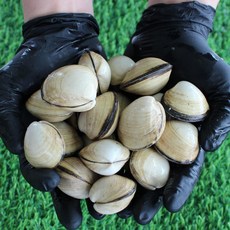 서해안 동죽조개 3kg 모시 물총조개 조개탕, 1개