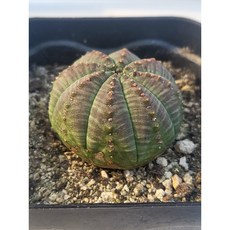 [가람다육] 일본오베사 선인장, 1개, 일본오베사334