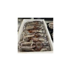 통찜용오징어*1