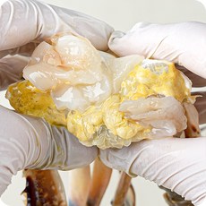 국산 제철 활꽃게 1kg 암꽃게 당일조업 산지직송 서해안
