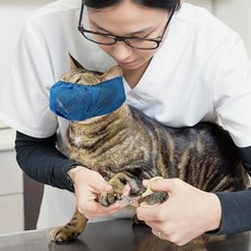 물림방지 통기성 메쉬 고양이 케어 입마개 마스크, 1개, 블루 S