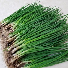 왕언니반찬 국산100% 흙쪽파, 1개, 1kg