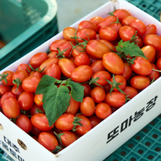 또마농장 대추 방울토마토 1kg 2kg 4kg 맛있는 토마토 직접생산 산지직송, 1박스, 대추방울토마토_로얄과_1kg