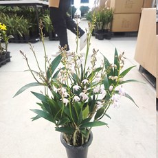 [풀멍상점] 버드로즈 긴기아난 / 난초과. 서양난. 실내외 관상용.분화용. 선물용. 개업 축하용 / 선별발송 분채배송/ 방수라벨 이름표포함-농장직배, 1개