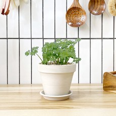 1+1 키친 허브 차빌/천연 향신료 향기나는 식물 허브 키우기, H32.차빌, H07.레몬밤