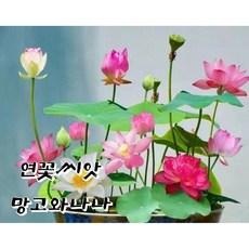 수반 연꽃 씨앗 관상용 수경 재배 연꽃 씨앗 미니 연꽃 씨앗 50개