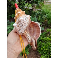 나각 소라 뿔피리 호각 나팔 천연 조개 공예 장식품 여행 선물 대형 뿔나팔, 09. 8-10cm C형, 1개