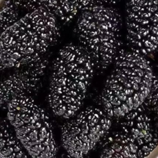 [농장당일직송] 고당도 국산100% 냉동 오디, 1개, 1kg