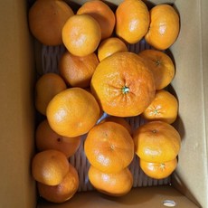 초고당도선별 새콤달콤 제주도 13Brix 귤로장생 레드향 3kg 중소과, 1개