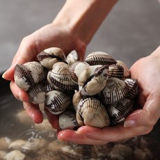 남도 활 새꼬막, 1개, 2kg(소)